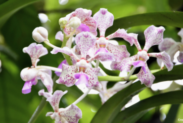anggrek vanda tricolor