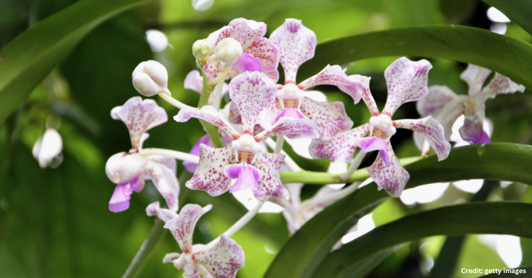 anggrek vanda tricolor