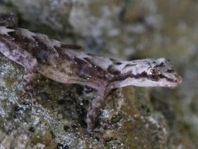 Lepidodactylus pantai