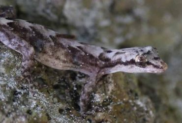 Lepidodactylus pantai