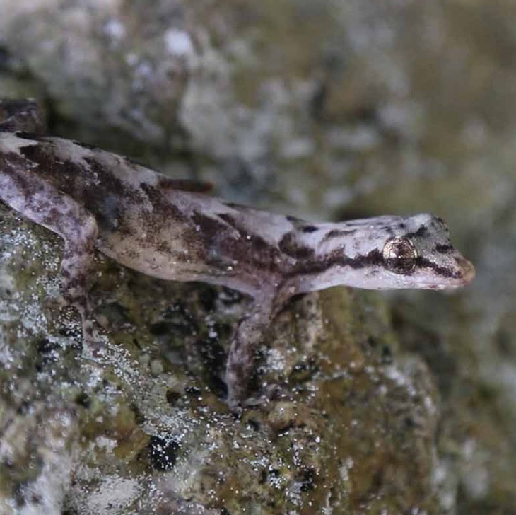 Lepidodactylus pantai