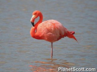 Adaptasi Perilaku Burung Flamingo (Phoenicopterus ruber)