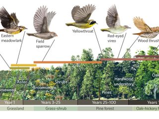 Habitat dan Relung Ekologi