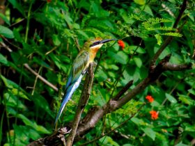 Burung kirik kirik laut