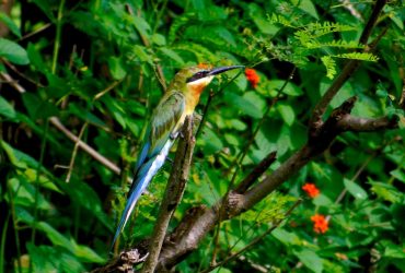 Burung kirik kirik laut
