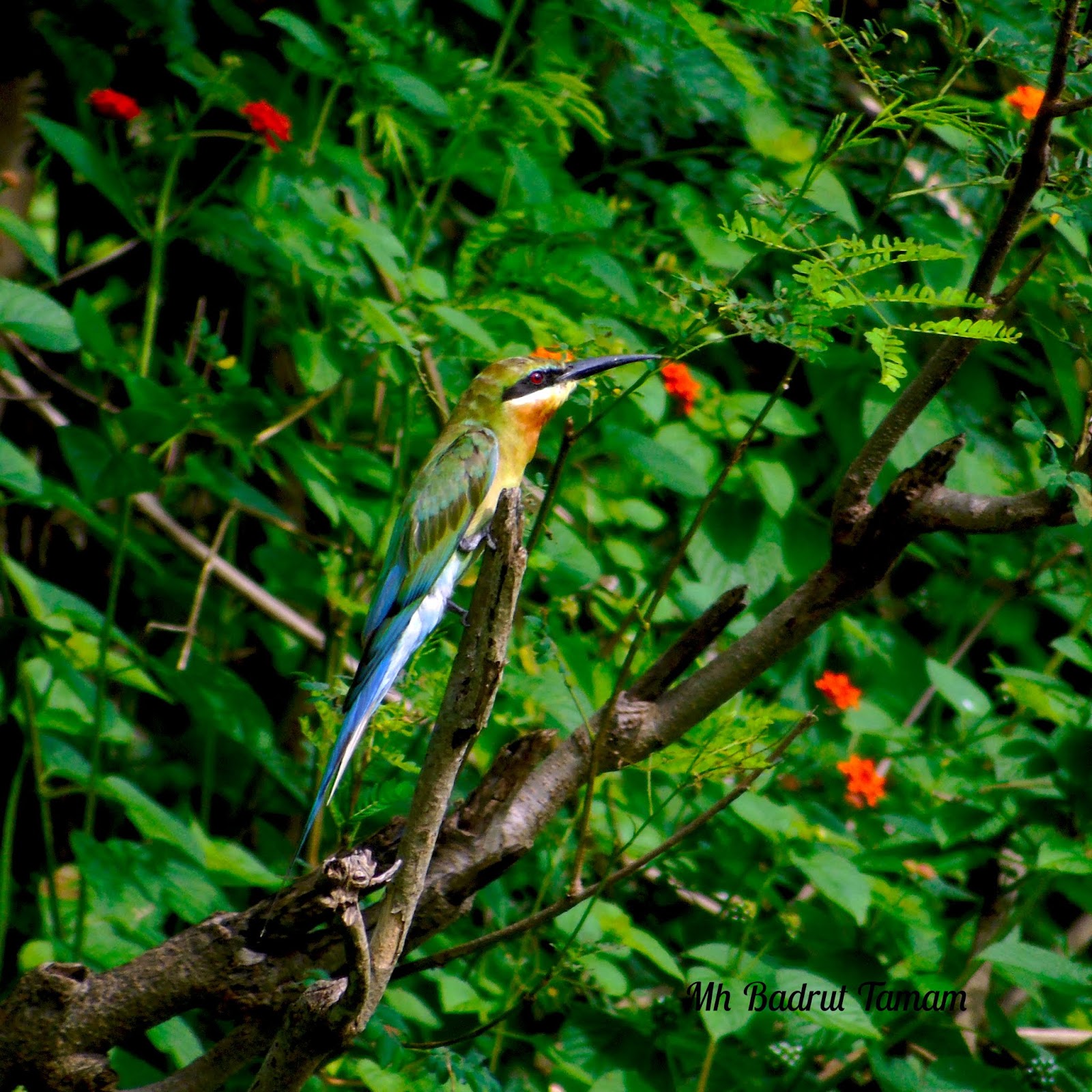 Burung kirik kirik laut
