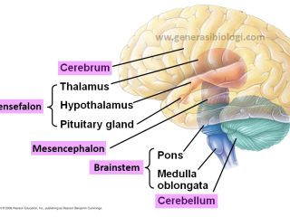 Bagian-bagian Otak dan Fungsinya pada Manusia TERLENGKAP