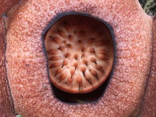Rafflesia, Tumbuhan "Futuristik", Unik, dan Sangat Misterius