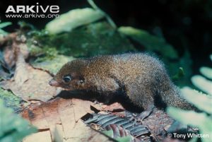Tupaia chrysogaster