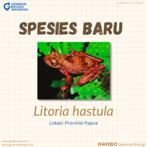 Litoria hastula