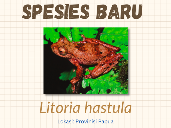Litoria hastula, Spesies Katak Baru Ditemukan di Papua