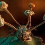 Fruiting bodies of a “zombie” fungus erupt from the body of a fly