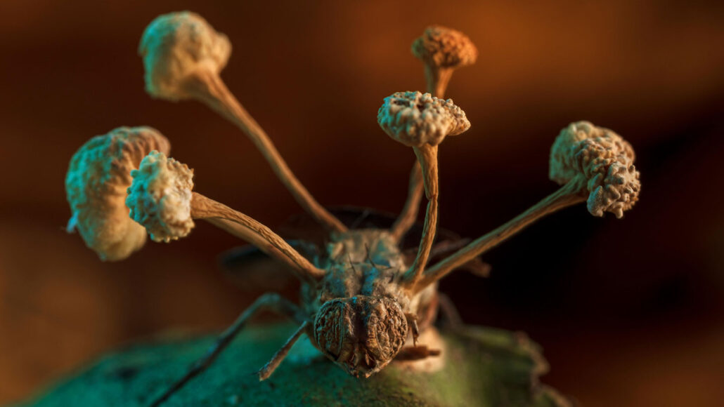 Fruiting bodies of a “zombie” fungus erupt from the body of a fly