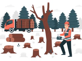 Illegal Logging: Ancaman Terhadap Ekosistem di Indonesia