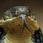 ular king cobra, king cobra