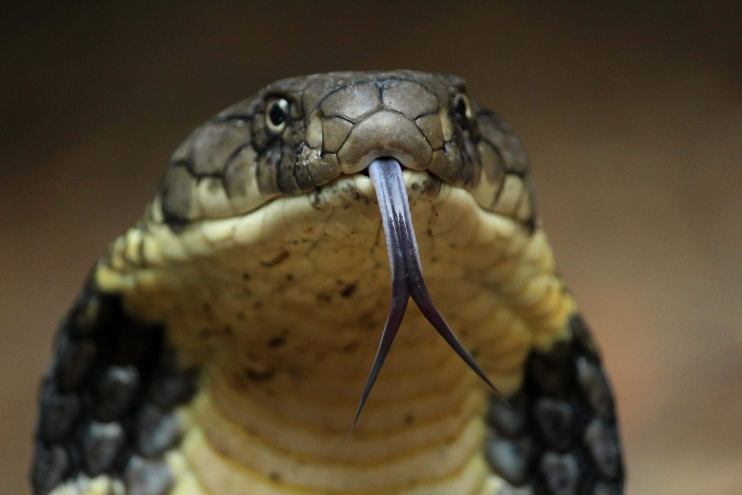 ular king cobra, king cobra