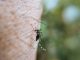 Nyamuk Bionik Wolbachia: Nyamuk hasil Rekayasa Genetik dengan bakteri, Apakah mampu mengatasi demam berdarah ?