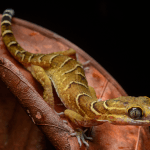 new species Cyrtodactylus mamberamo