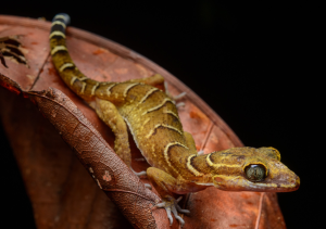new species Cyrtodactylus mamberamo
